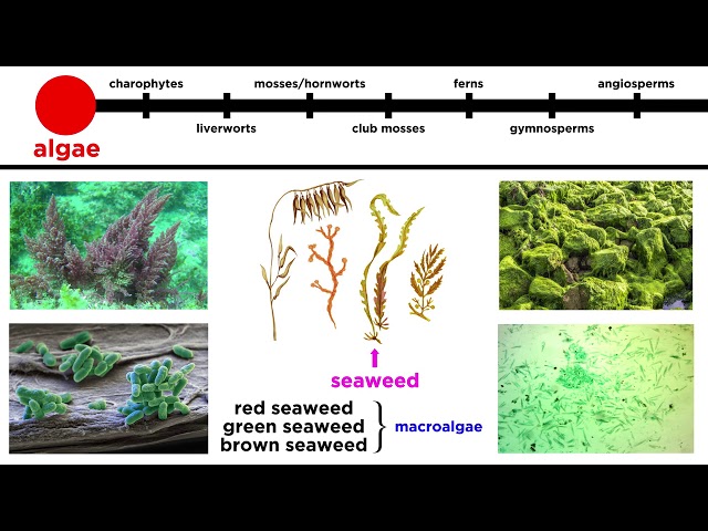 Overview of Plant Classification: Vascular and Nonvascular Plants