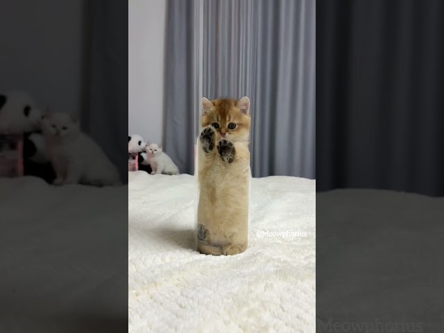 The kitten leaps toward you 💞😻 #cute #kitten #cat #meow