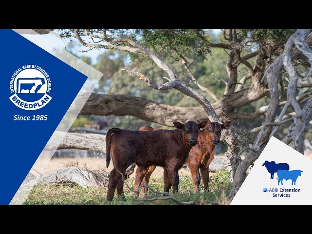 A BREEDPLAN Guide to Interpreting EBVs Promo