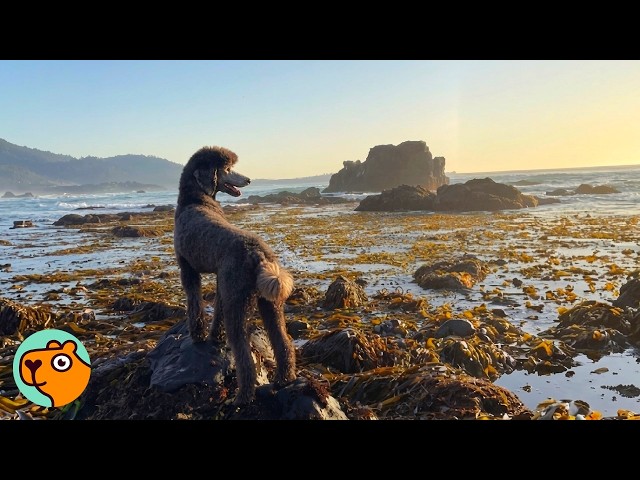 This Dog Fell in Love With a Wild Seal | Cuddle Buddies