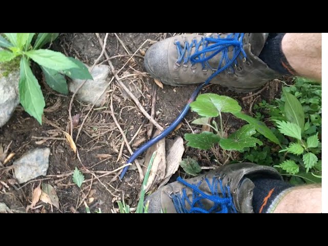 The Giant Blue Worm of Japan