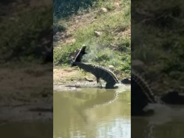 Even in death honey badgers are tough!!! 🤯 #croc #honeybadger