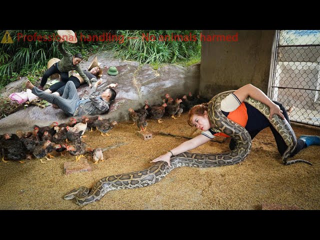72 hours of giant python lurking and stalking on the farm - giant python closing in on the chickens