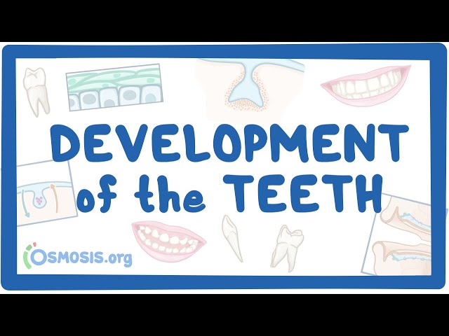 Development of the Teeth