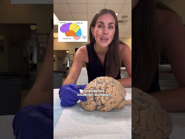 🧠 The Human Nervous System! 🧠 #anatomy #humanbody #brain #science #scienceteacher