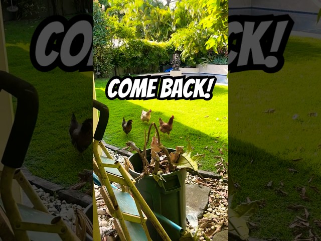 ADVENTURE! Calling my chickens BACK after they disappeared lol 😂🐔