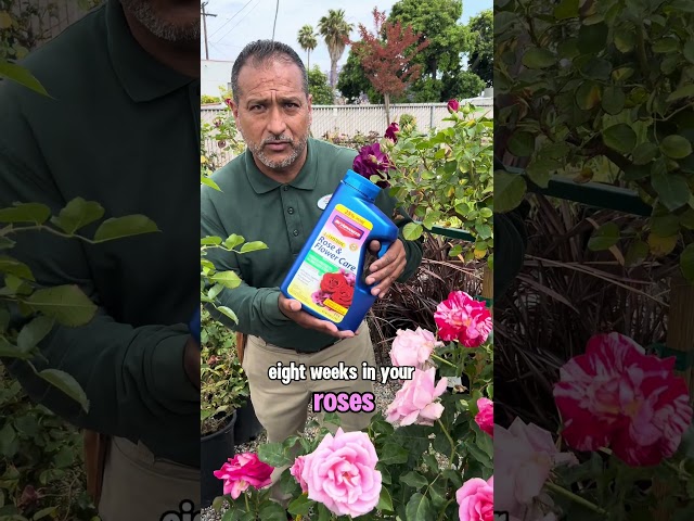 4 Easy Ways to Keep Your Roses Blooming All Summer