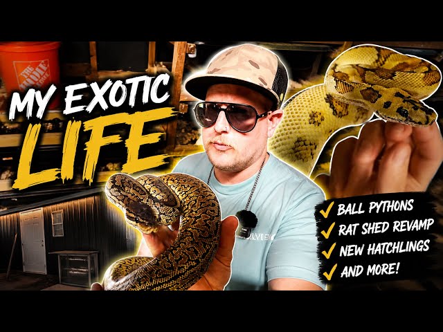 A Day in My Exotic Life 🐍 | Ball Pythons, Hatchlings & My New Rat Shed
