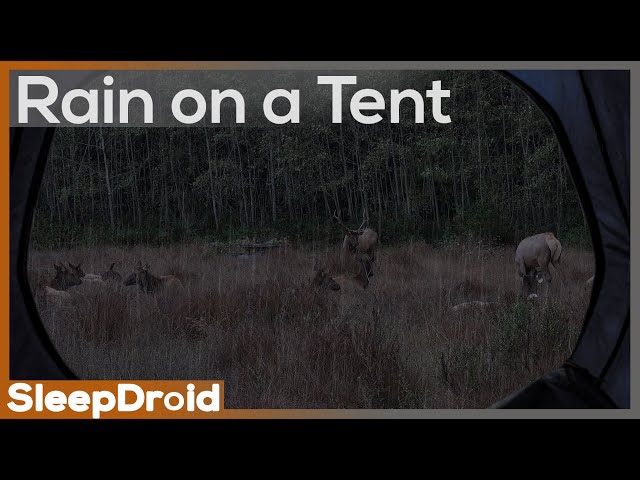 ► Rain on a Tent ~Hard Rain Sounds for Sleeping by some Elk, Rain Sounds for Insomnia (lluvia)