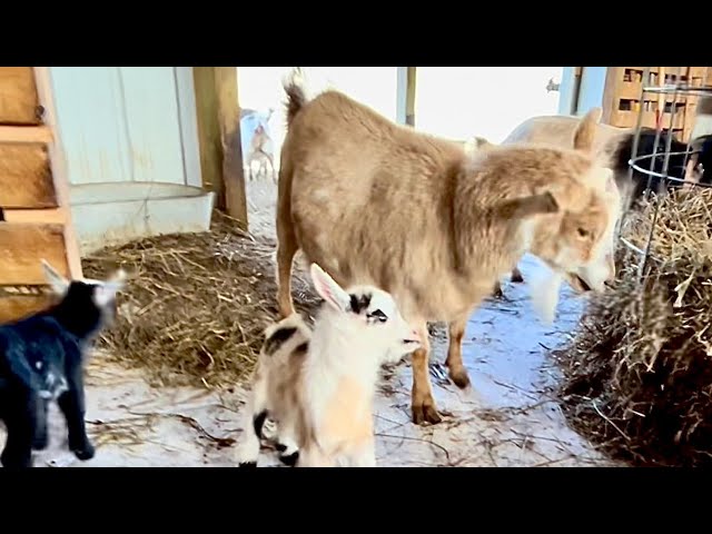The baby goats are crazy! | Java gets injured & Frappuccino fights Puddin | How we sell our goats