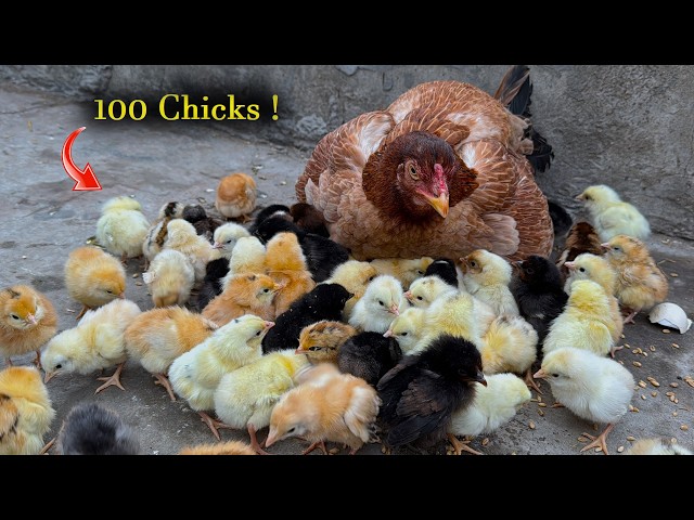 100 Chicks Under one Hen? - Young broody hen Harvested 100 Eggs