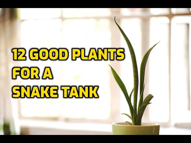 12 Good Plants For A Snake Tank