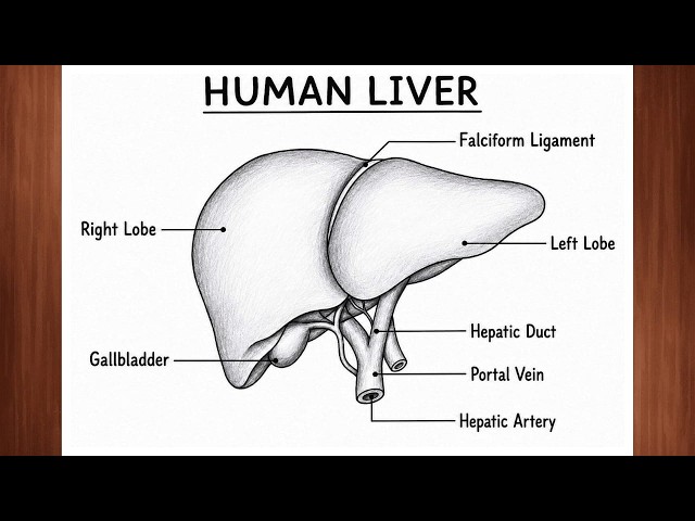 Learn to Draw Liver | Anatomy Diagram with Labels | Human Liver Drawing full Tutorial