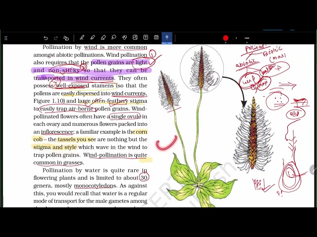 NCERT Solutions Class 12 Biology | Sexual Reproduction in Plants Part 3 | M. Mohanty