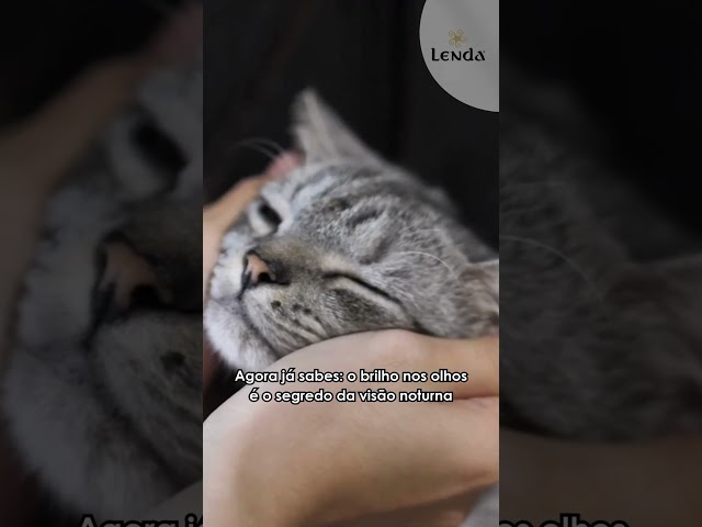 Porque é que os olhos dos gatos brilham no escuro? #lenda #gatos