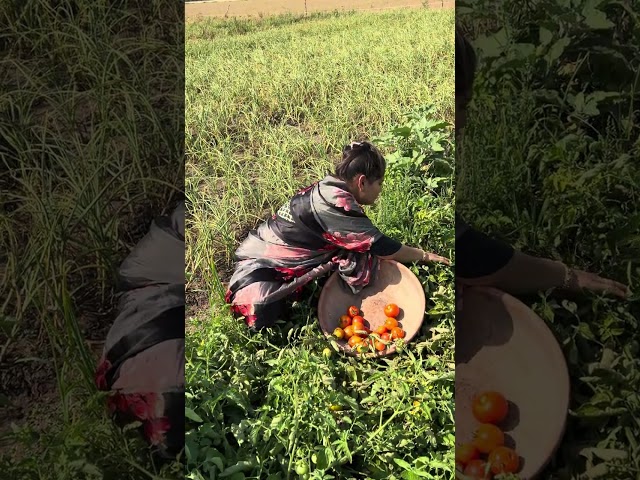 ઘરની વાળી ના દેશી ટમેટાની ગરમા ગરમ live વેફર બનાવી