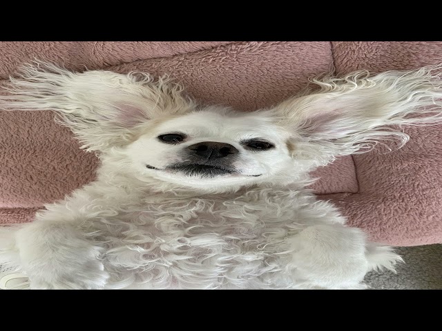 Stunning memes from r/rarepuppers | Google Sheets