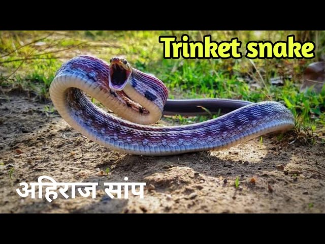 Common trinket snake A to Z information | Rare Trinket snake #trinketsnake #indiansnake