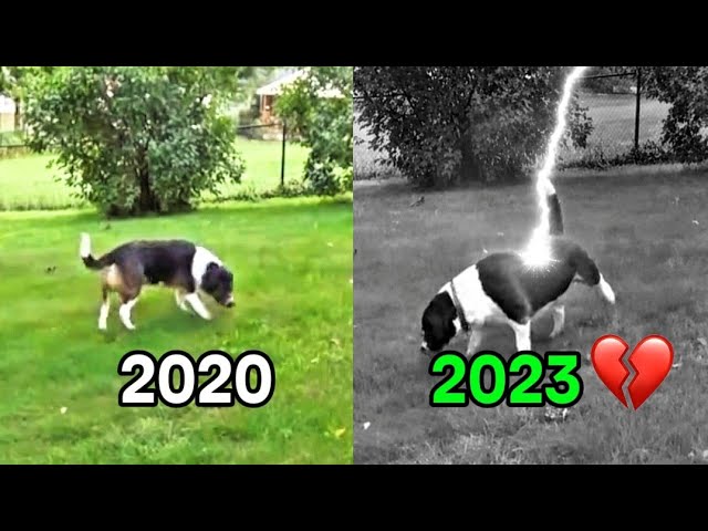 Where Are Famous Dog Memes? (Then Vs Now) 😱💔