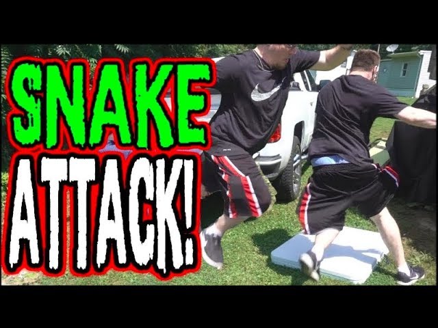 Snake Attack!!!!