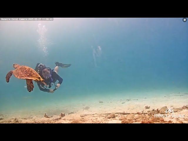 Harbour Village Bonaire Coral Reef