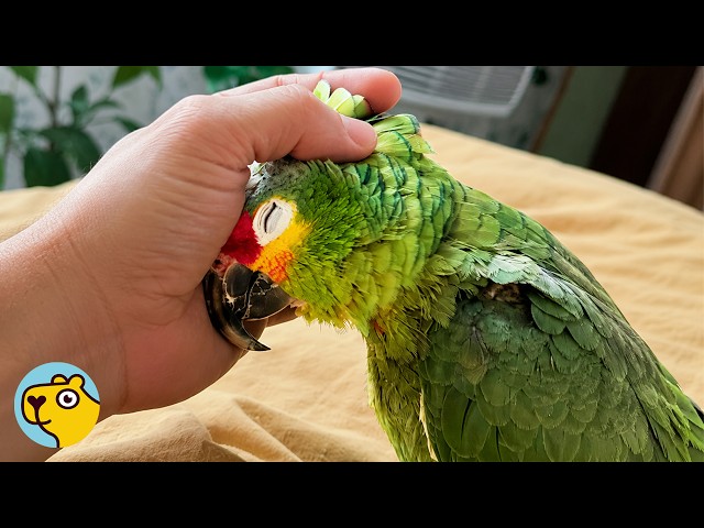 Parrot Lands In Couple’s Yard And Refuses To Leave