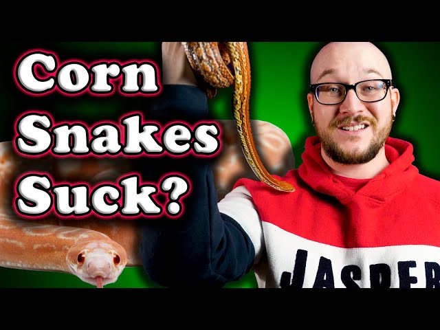 DO NOT GET A CORN SNAKE! | 3 Reasons Why and 3 Better Pet Snake Options!