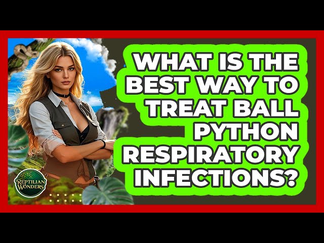 What Is The Best Way To Treat Ball Python Respiratory Infections? - Reptilian Wonders
