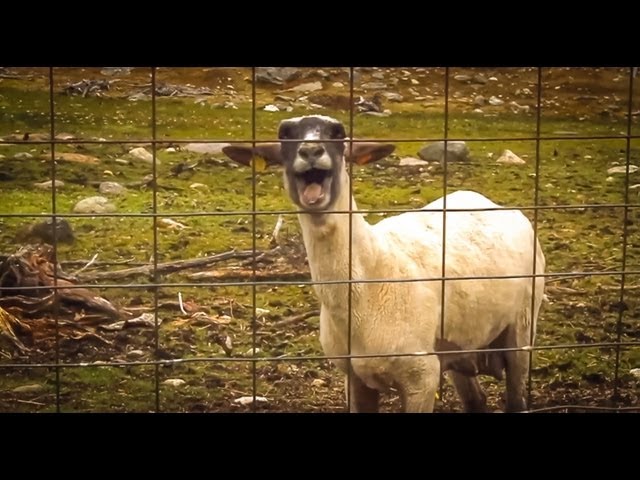 The Screaming Sheep (Original Upload)