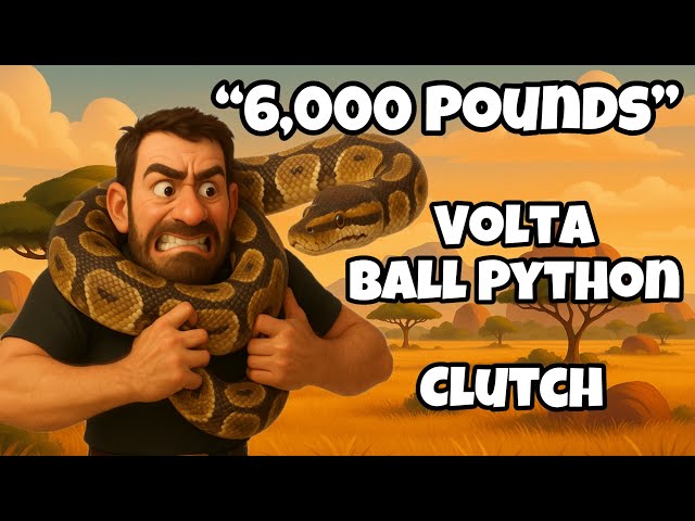 2025 Clutch #20 - “Volta Clutch” Egg Cutting- Breeding Ball Pythons #ballpython #python #reptiles
