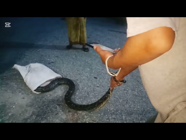 Python Caught on Camera 📹🐍#viralvideo 