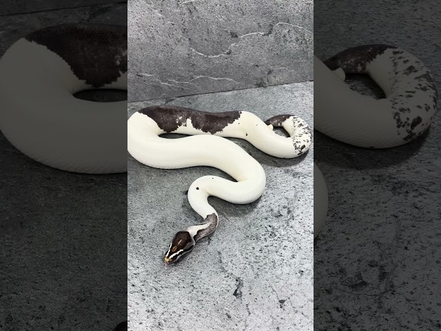 The craziest Morph Journey! 🤯 Pastel IMG Desert Ghost Piebald #xclusivesnakes