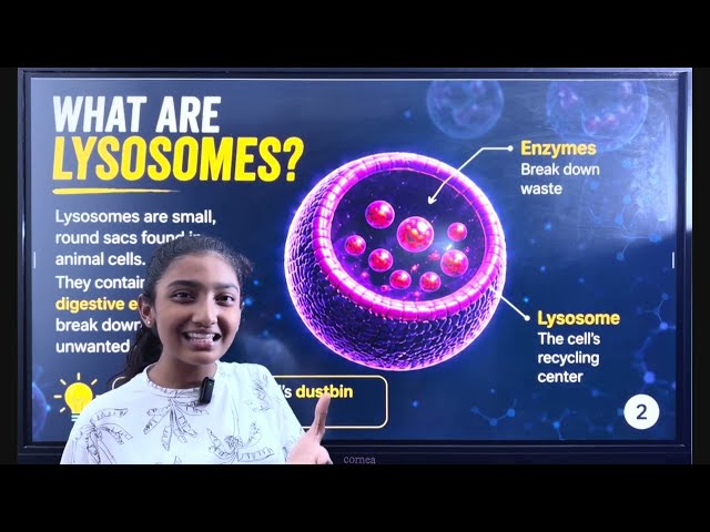 Lysosomes Class 8 Science | Cell’s Cleanup Crew Explained Simply
