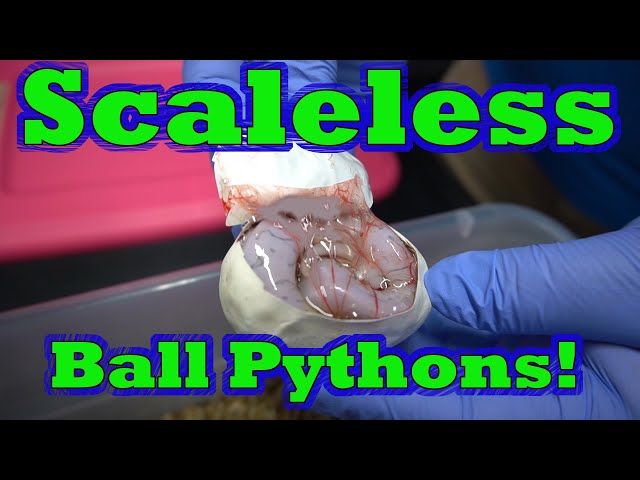 We Produce Our First Scaleless Ball Pythons and Visit the St Louis NARBC!