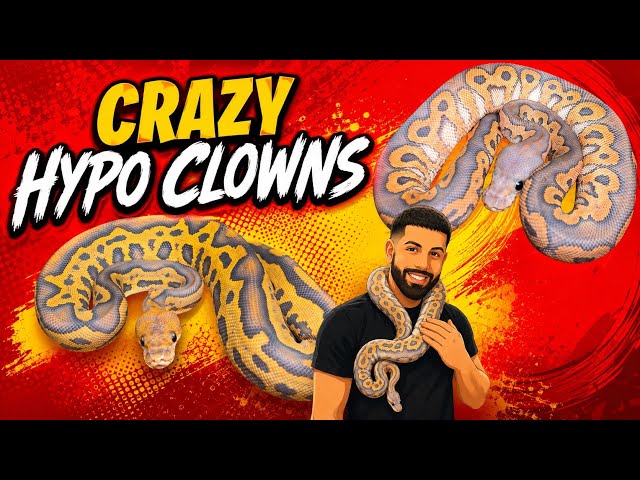WAIT Until You See These Hypo Clown Babies!!