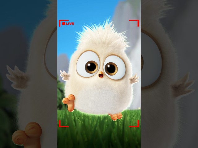 Ultimate Angry Birds Vibes! 🤩❤️‍🔥