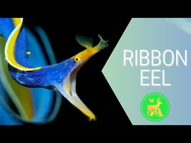 The Most Beautiful and Mysterious Eel in the World: See It Here!