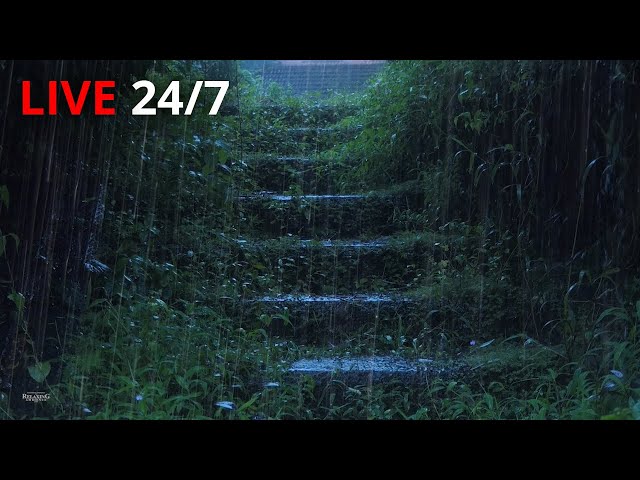 🔴 Dream with Rain & Thunder Sounds for Sleeping | Help Study, PTSD, Insomnia & Tinnitus