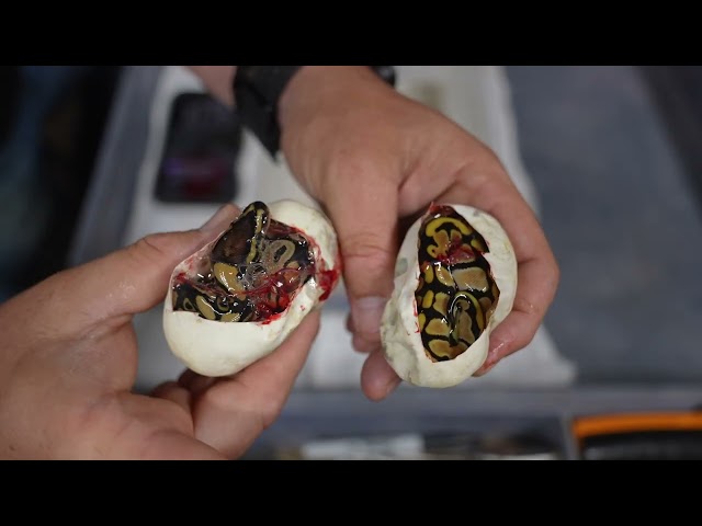 Baby Ball Pythons! Why are they so angry? LMAO