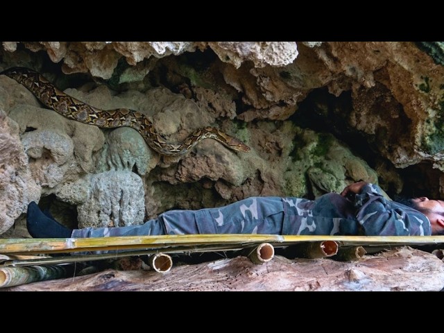 Face to Face with a Giant Python. Searching for My Pets, I Encountered Wild Monkeys