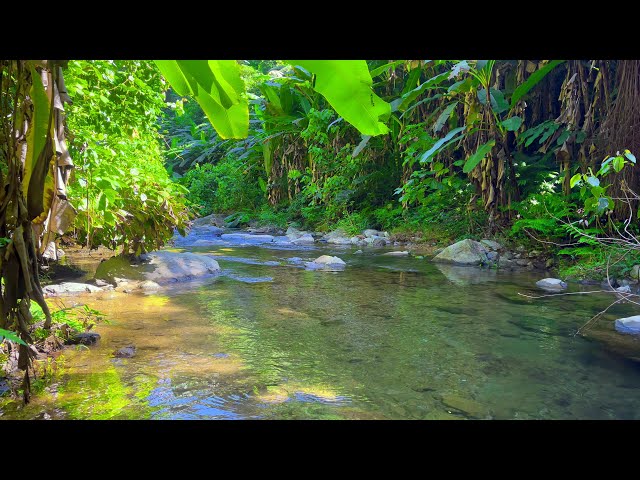 Relájate En El Hermoso Bosque, Arroyo Tranquilo Con Canto De Aves, Sonidos De La Naturaleza, ASMR