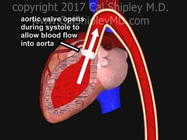 Coronary Artery Perfusion and the Cardiac Cycle Animation by Dr. Cal Shipley, M.D.