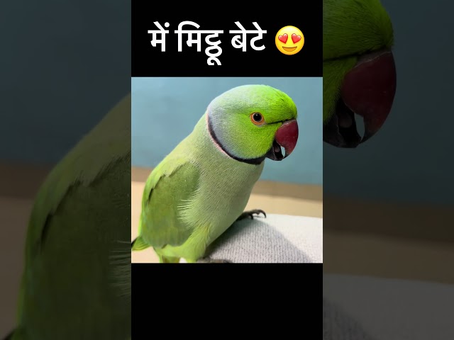 Bolne Wala Tota #funny #trending #viral #parrot #cute #comedy #viralshorts #youtubeshorts #shorts