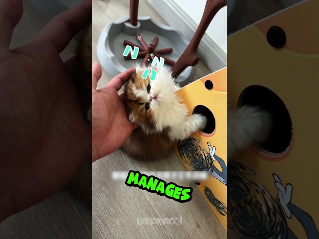 Is this the most relaxed Kitten you've ever seen? 😳