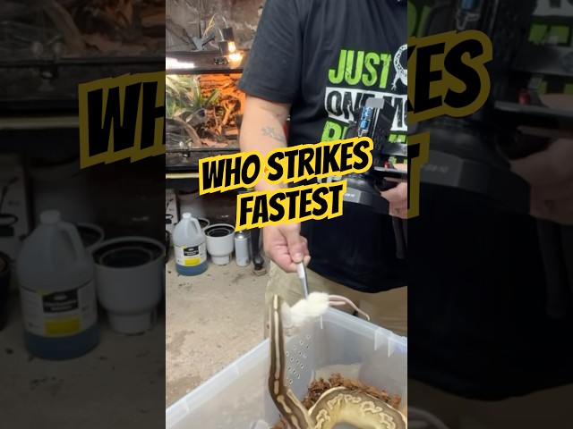 Ball Python Feeding Competition! 🐍🔥 Who Strikes Fastest?!