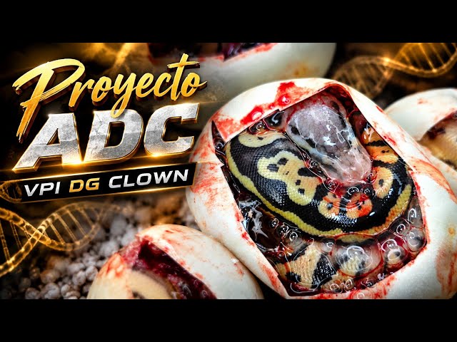 VPI DG CLOWN BALL PYTHON | Super Proyectos en la Pimvs | Hecho en México 🇲🇽 | TOP | 