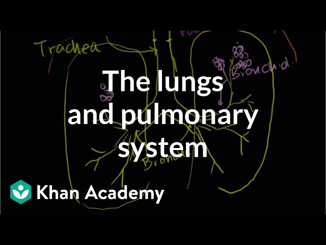 The lungs and pulmonary system | Health & Medicine | Khan Academy