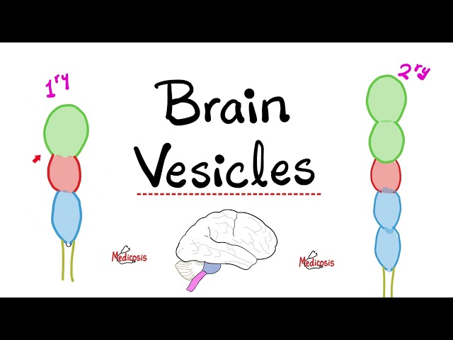 Brain Vesicles - Brain Development - Primary vs. Secondary Vesicles - Neuroanatomy and Embryology