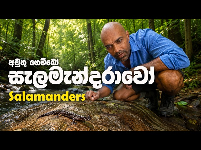 අමුතු ගෙම්බෝ: සැලමැන්දරාවෝ Salamaders | Dr. Ru Somaweera | #යංසත්තුබලන්න #rugoeswild