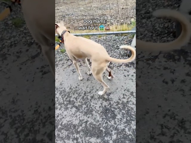 Picking up dog poop 🐶💩